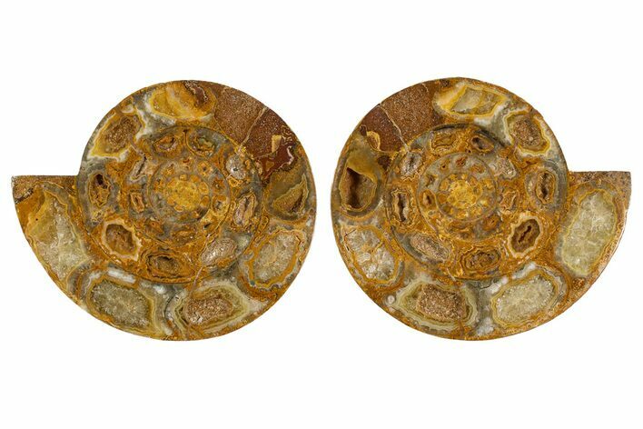 Cut & Polished Jurassic Ammonite (Perisphinctes) Fossil #344944